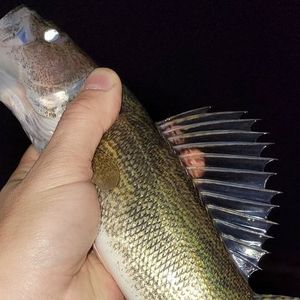 Meet your Posher, Craig